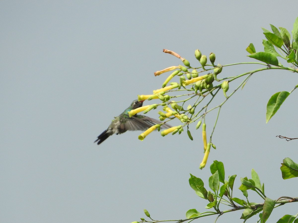 Broad-billed Hummingbird - ML624049029