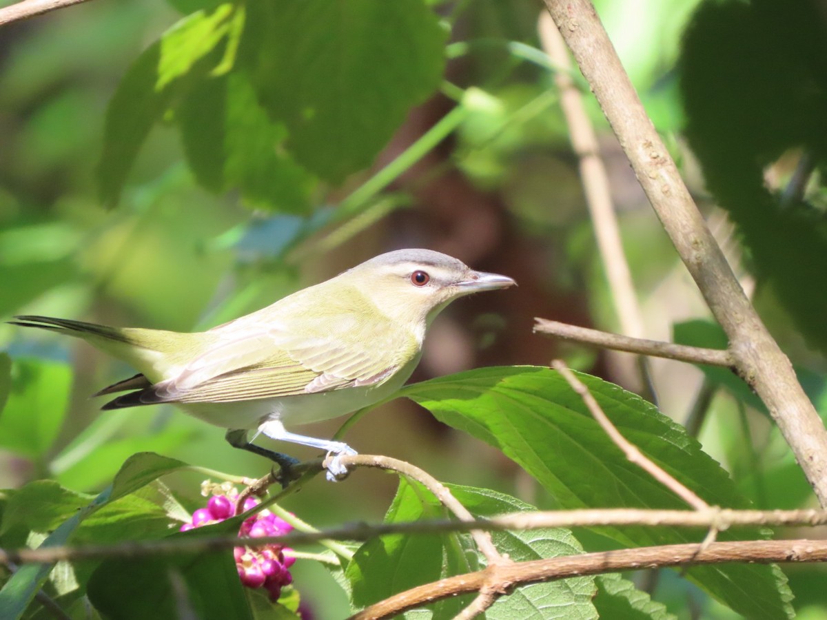 Red-eyed Vireo - ML624049033