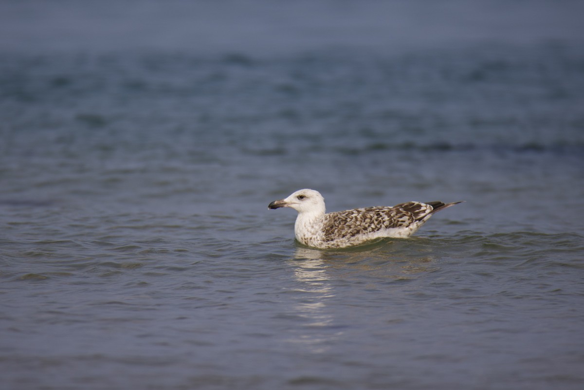 Great Black-backed Gull - ML624049039