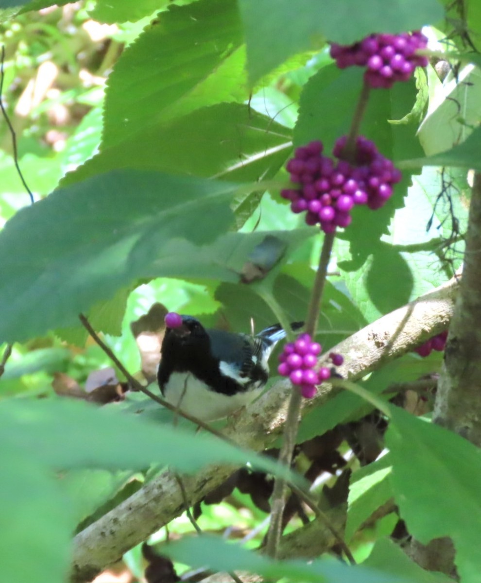 Black-throated Blue Warbler - ML624049049