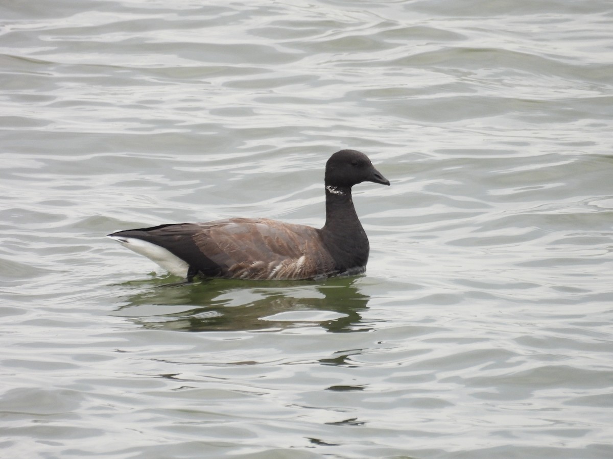 Brant - ML624049059