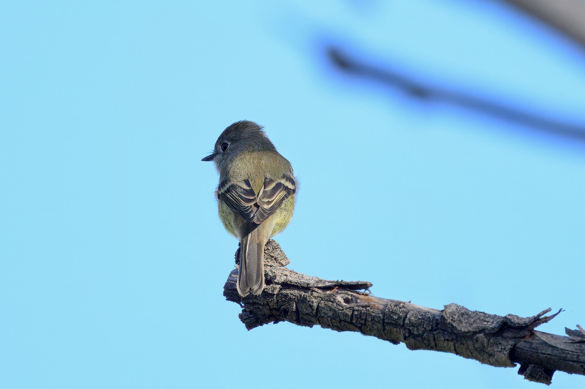 Hammond's Flycatcher - ML624049062