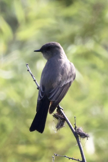 Say's Phoebe - ML624049063