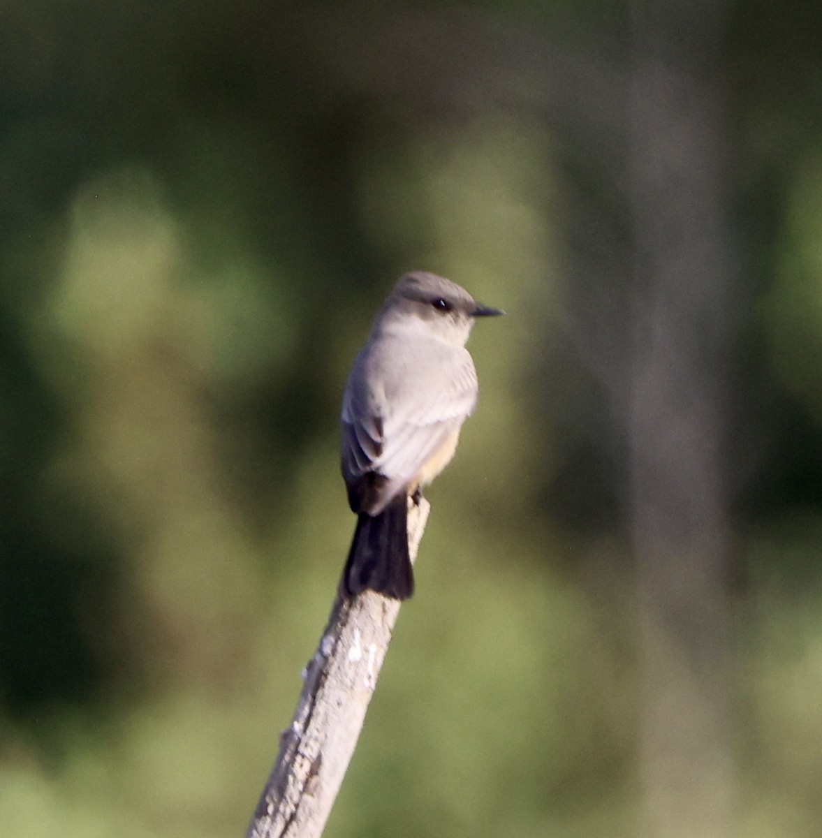 Say's Phoebe - ML624049065