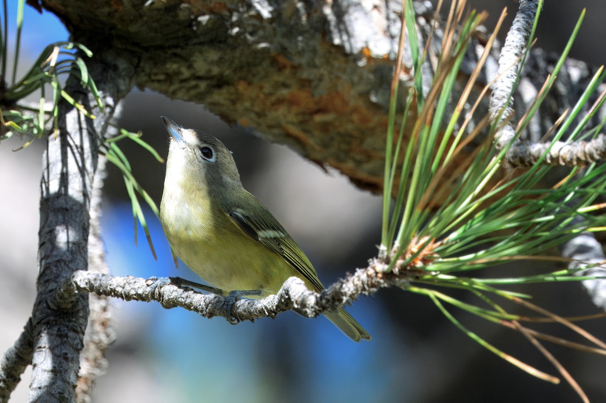 Cassin's Vireo - ML624049071