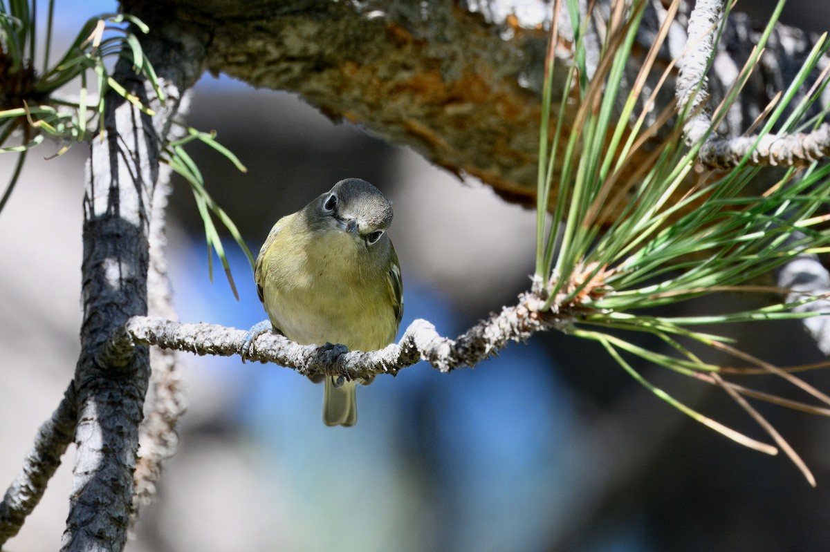 Cassin's Vireo - ML624049075