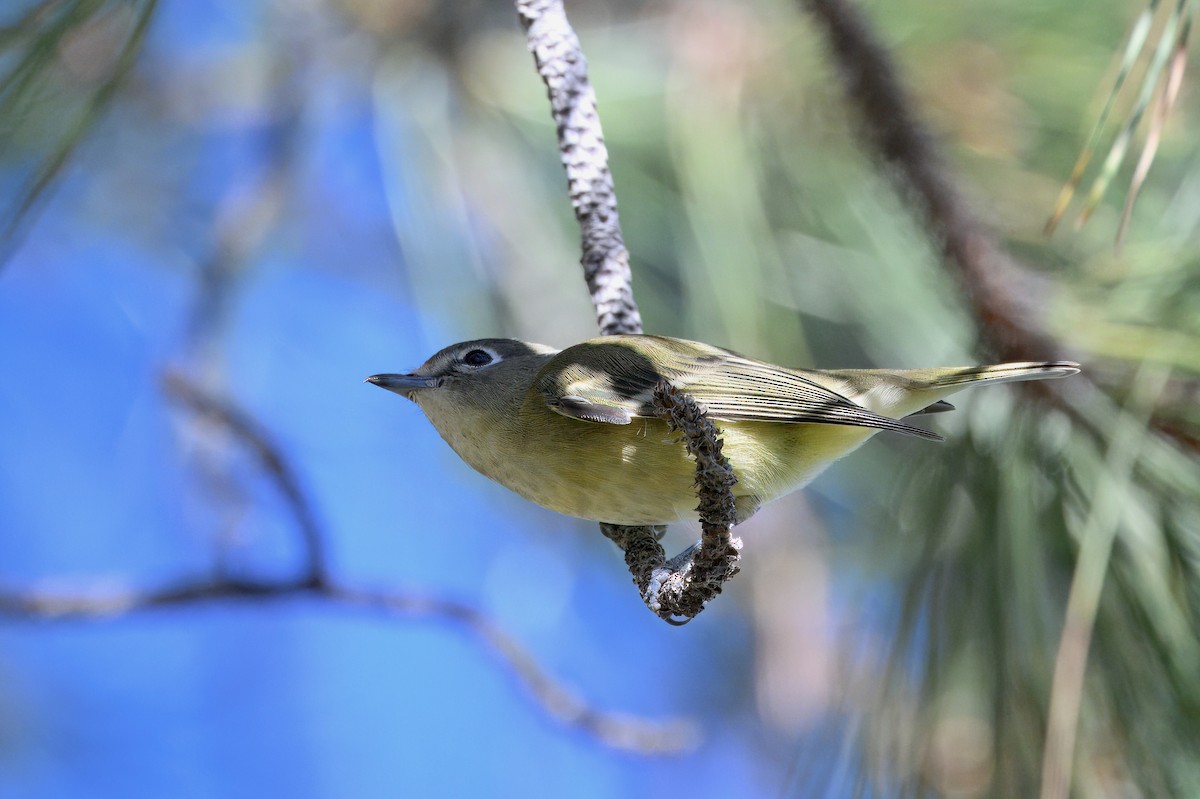 Cassin's Vireo - ML624049078