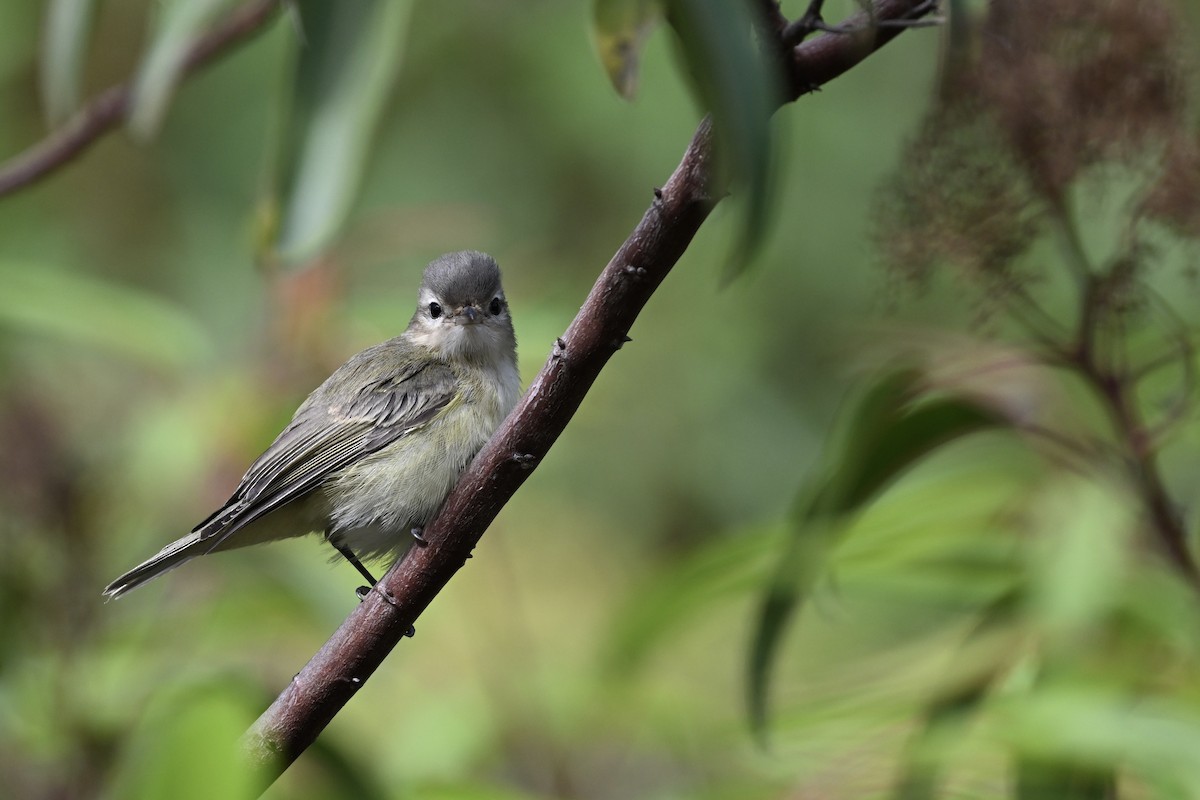 Warbling Vireo - ML624049091