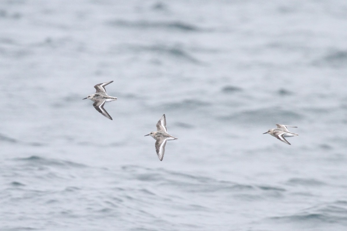 Sanderling - Geoffrey A. Williamson