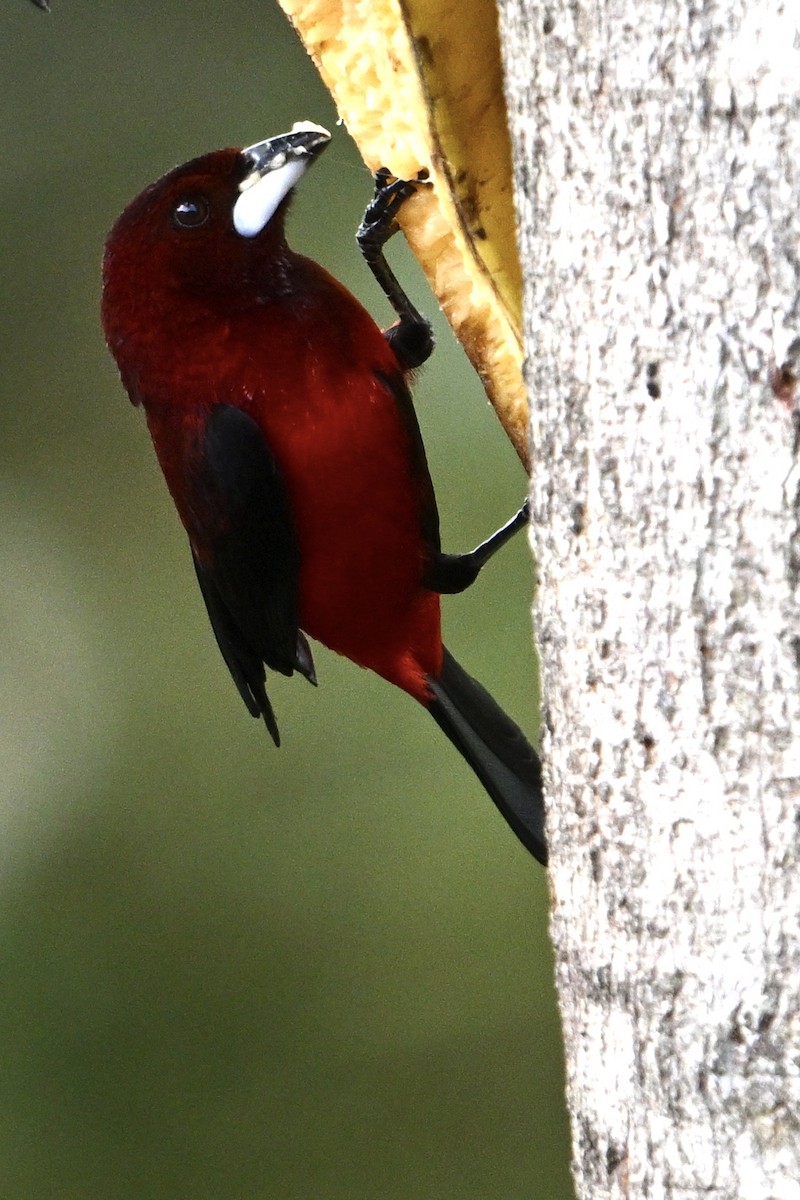 Crimson-backed Tanager - ML624049104