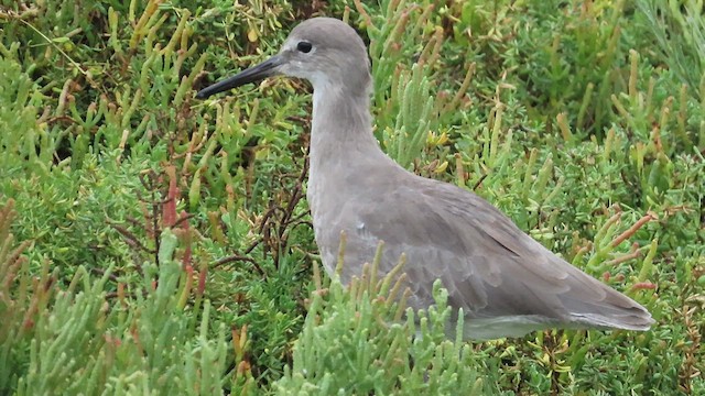 willetsnipe (inornata) - ML624049110