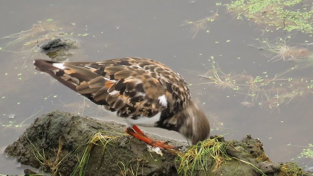 Ruddy Turnstone - ML624049111