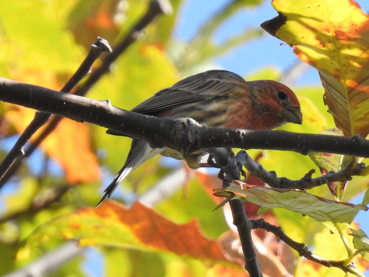 House Finch - ML624049119