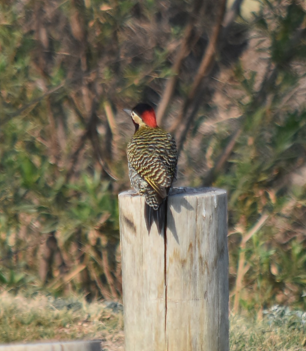 Green-barred Woodpecker - ML624049128