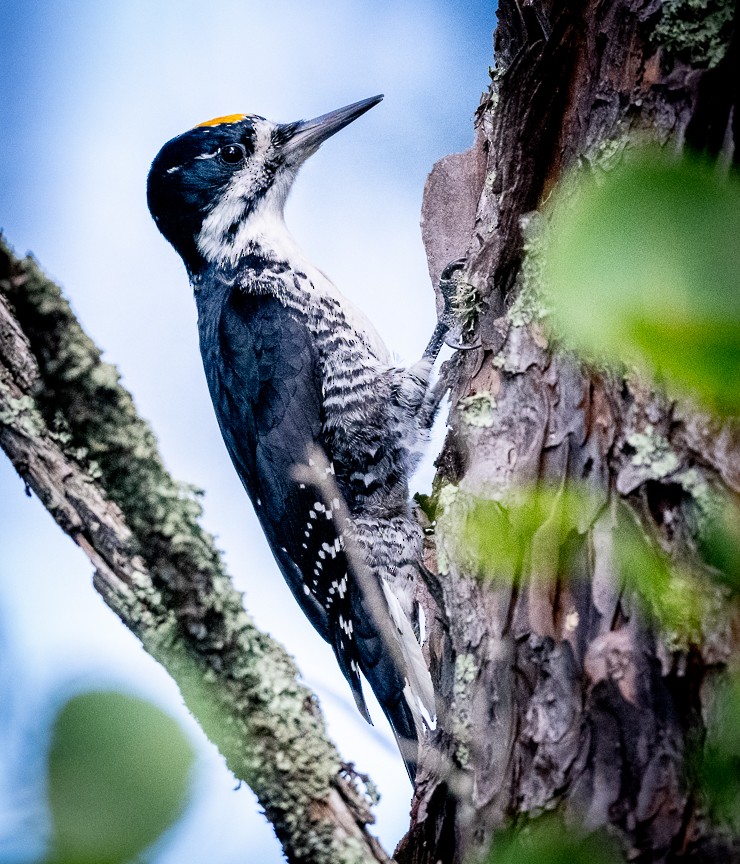 Black-backed Woodpecker - ML624049132