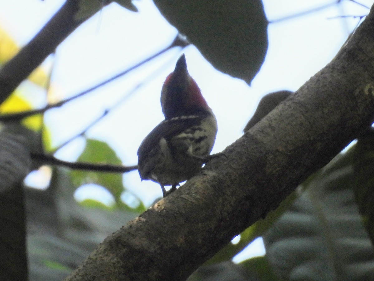 Black-spotted Barbet - ML624049134