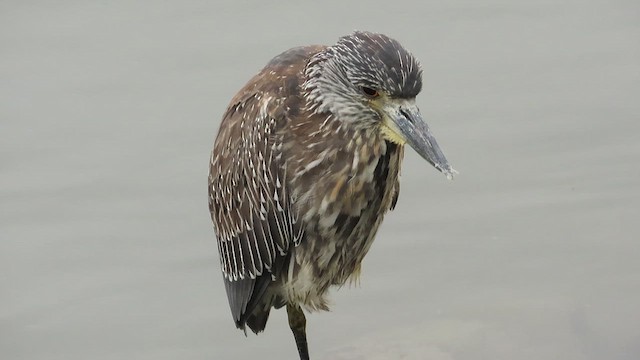 Yellow-crowned Night Heron - ML624049138