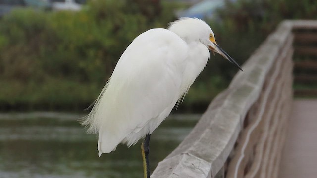 Snowy Egret - ML624049139