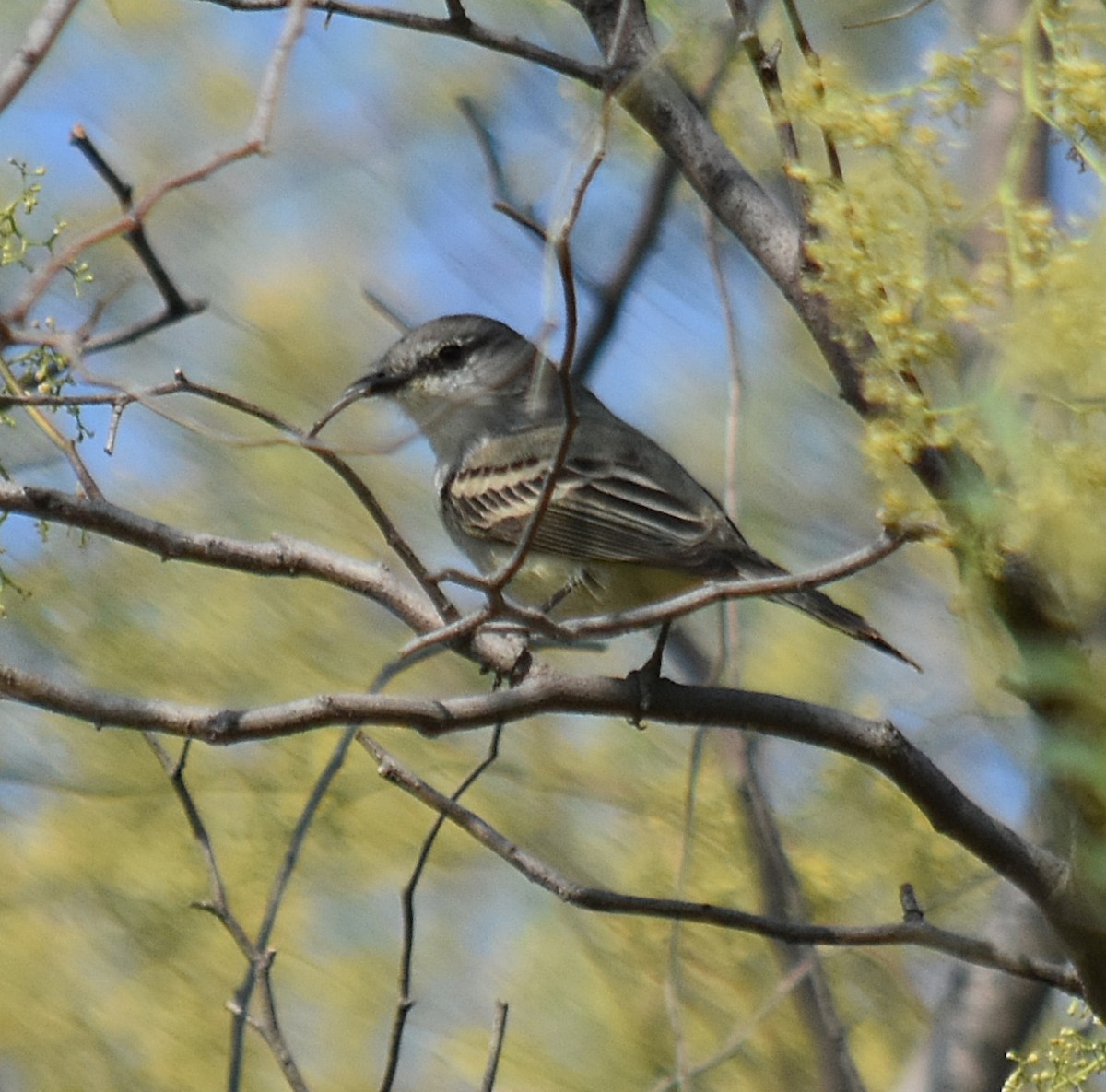 Suiriri Flycatcher - ML624049148