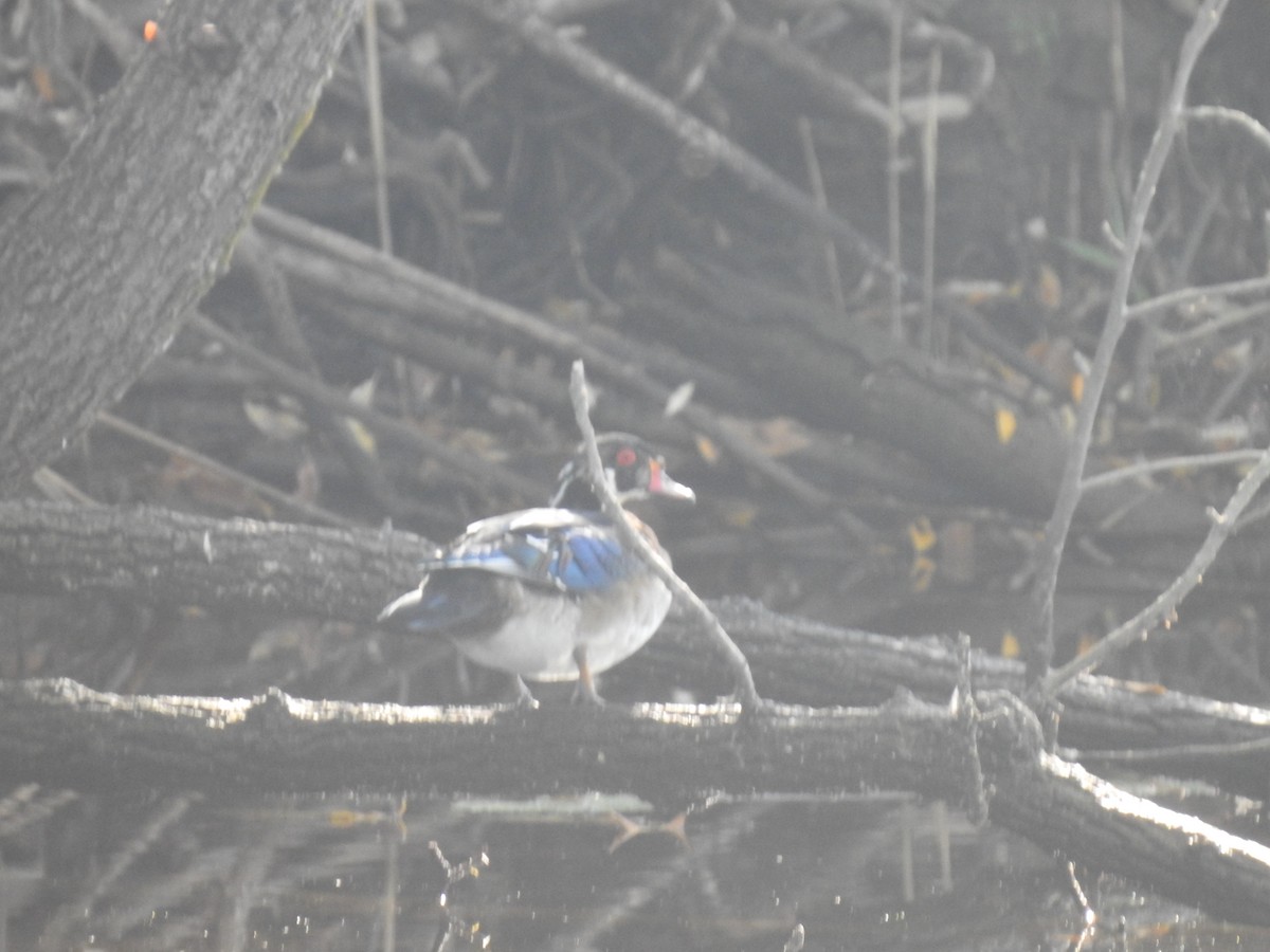 Wood Duck - ML624049150