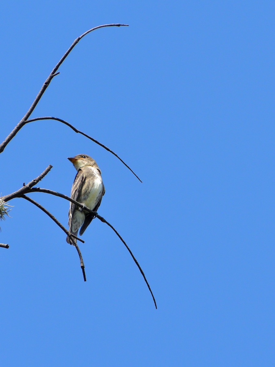 Olive-sided Flycatcher - ML624049157