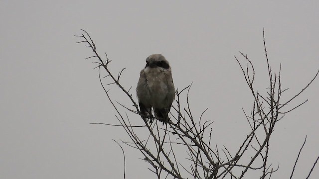 Loggerhead Shrike - ML624049170