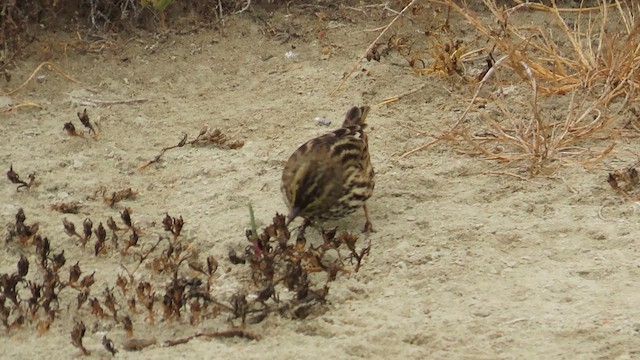 Chingolo Sabanero (grupo guttatus) - ML624049175