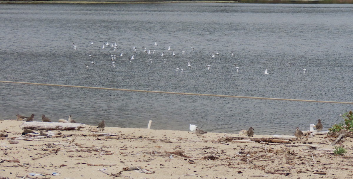 Snowy Plover - ML624049177