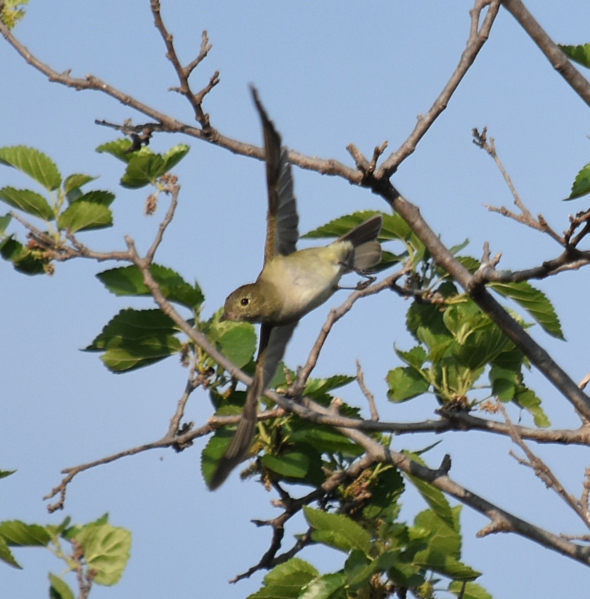 White-crested Elaenia - ML624049178