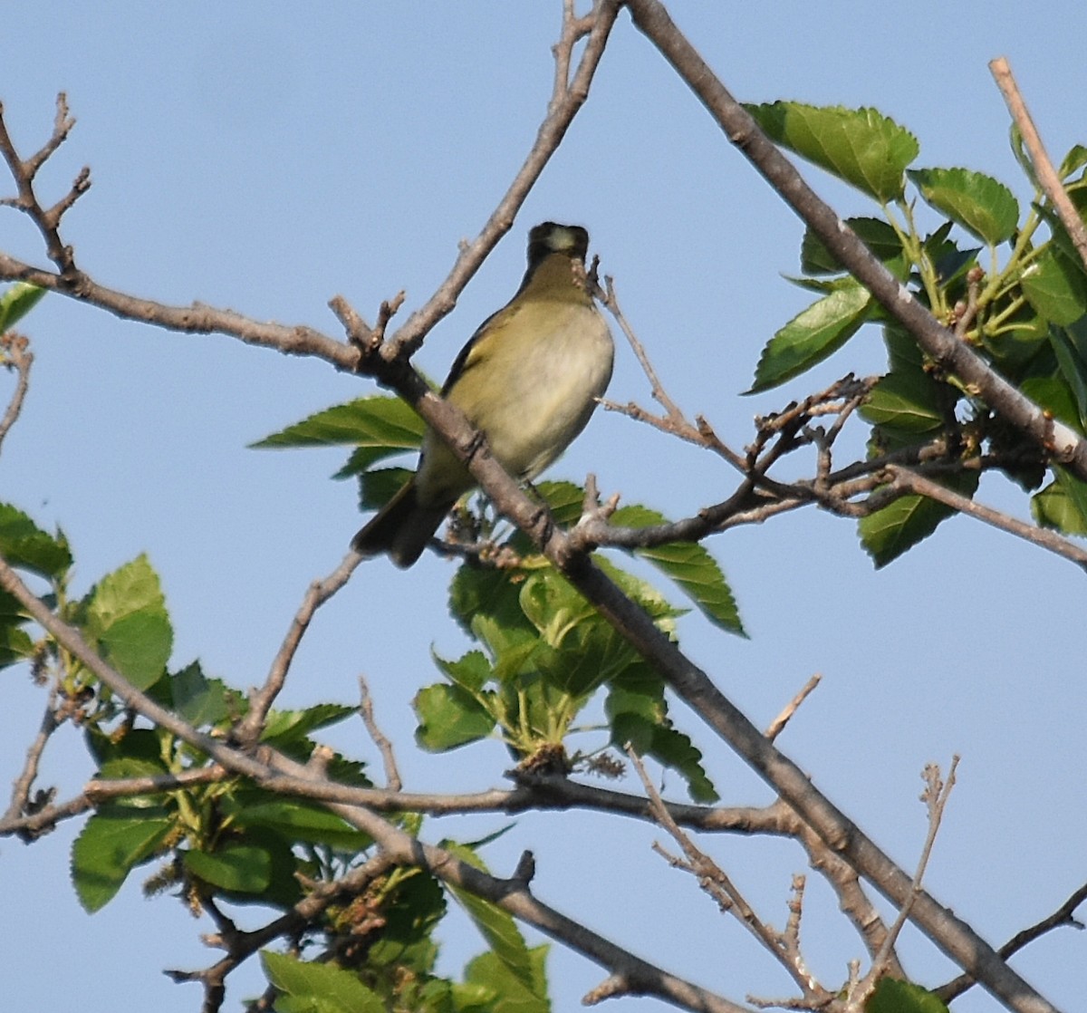 White-crested Elaenia - ML624049179