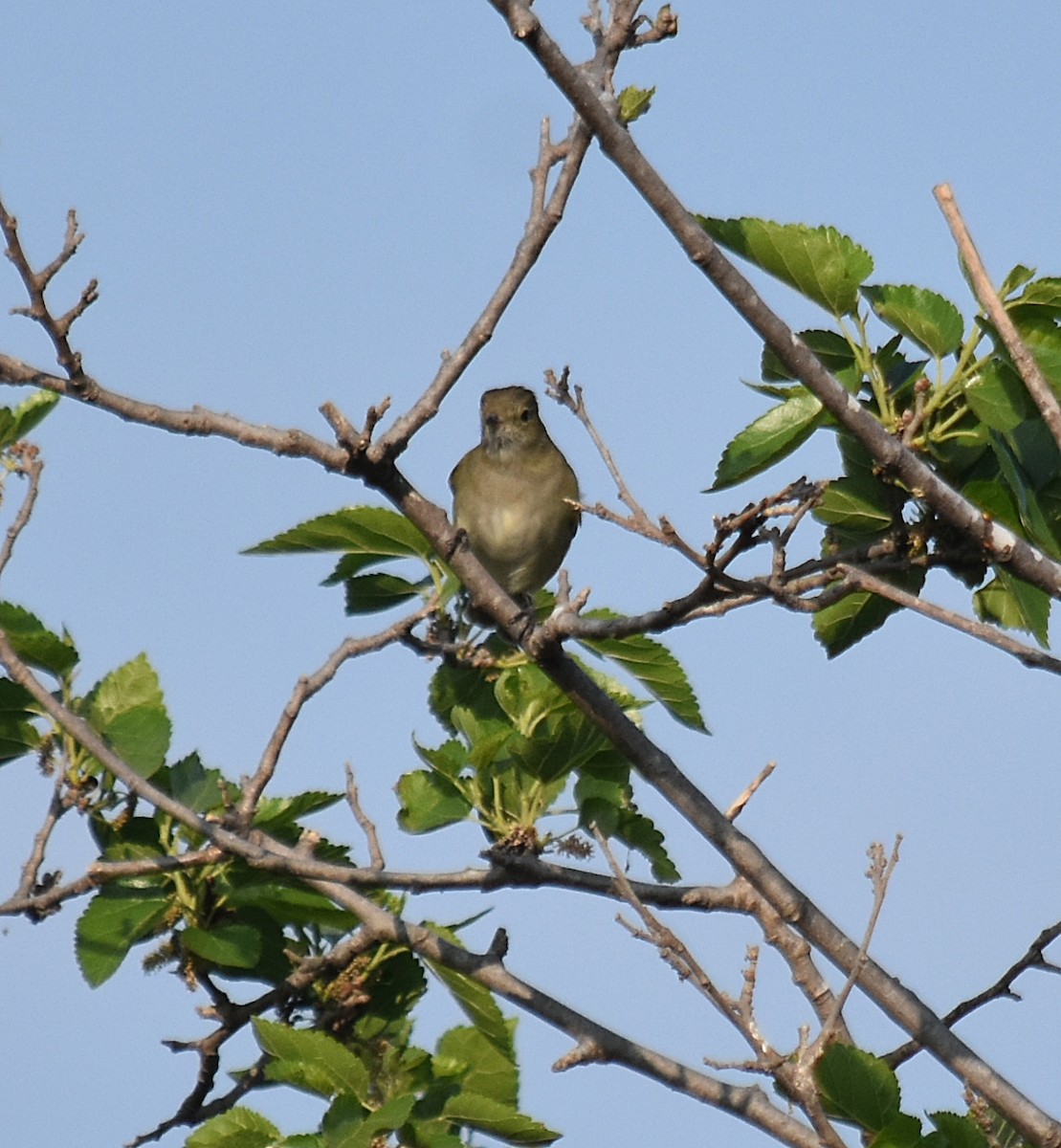 White-crested Elaenia - ML624049180