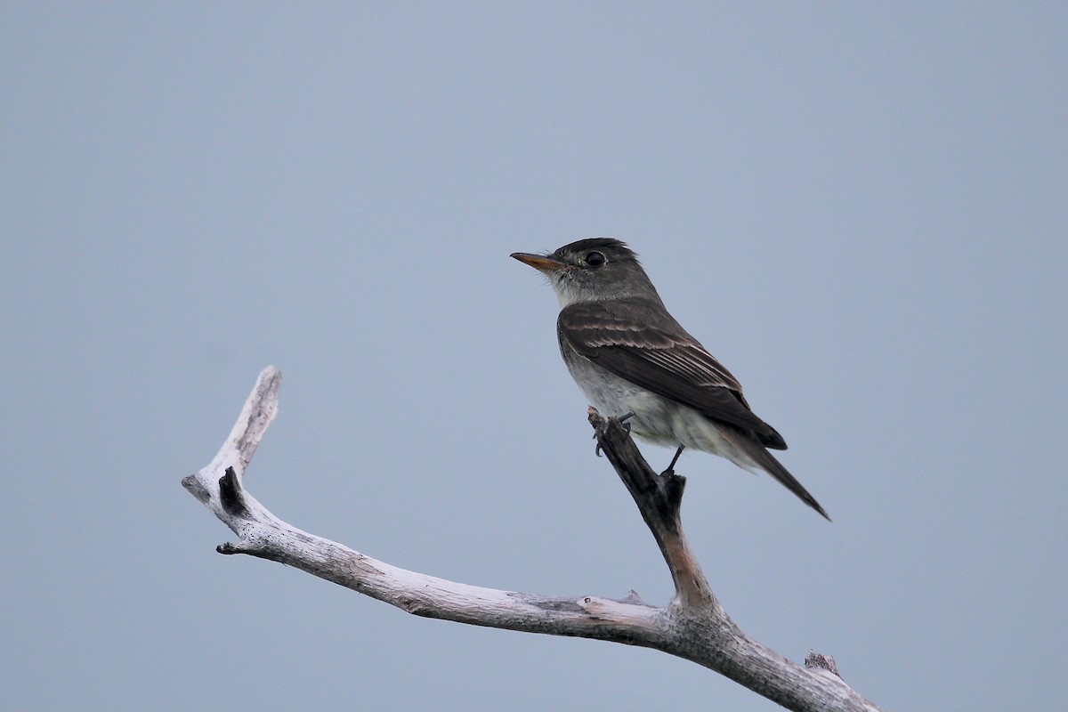 Eastern Wood-Pewee - ML624049182