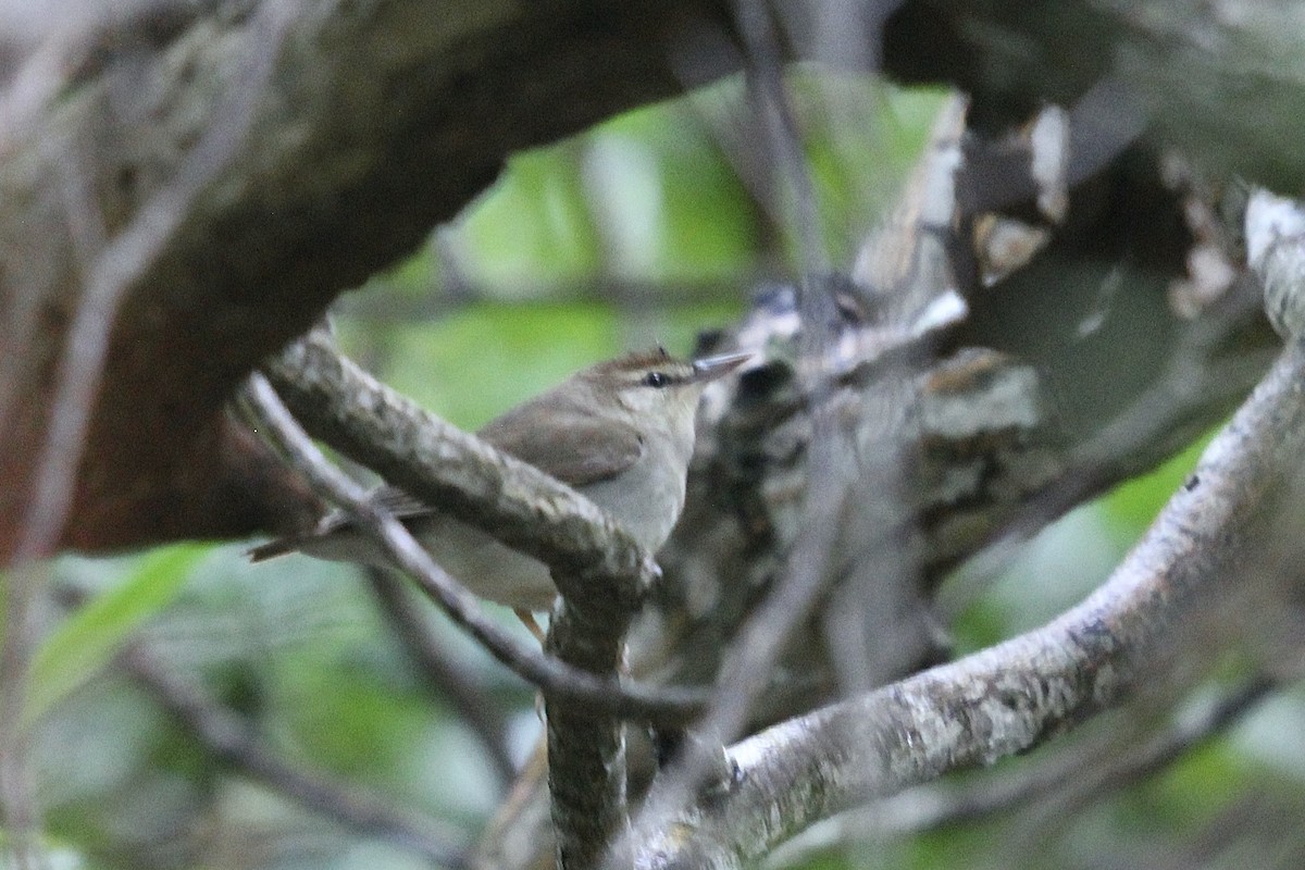 Swainson's Warbler - ML624049206