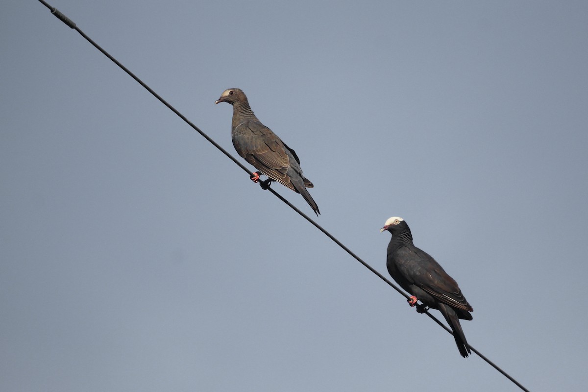 White-crowned Pigeon - ML624049227