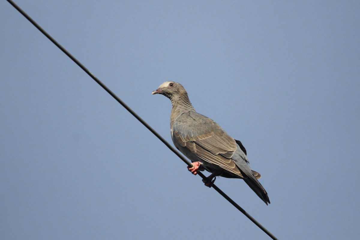 White-crowned Pigeon - ML624049228