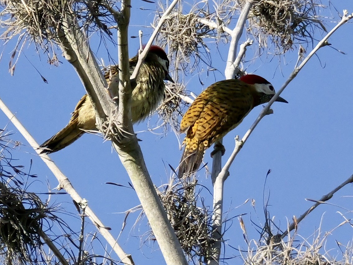 Spot-breasted Woodpecker - ML624049230