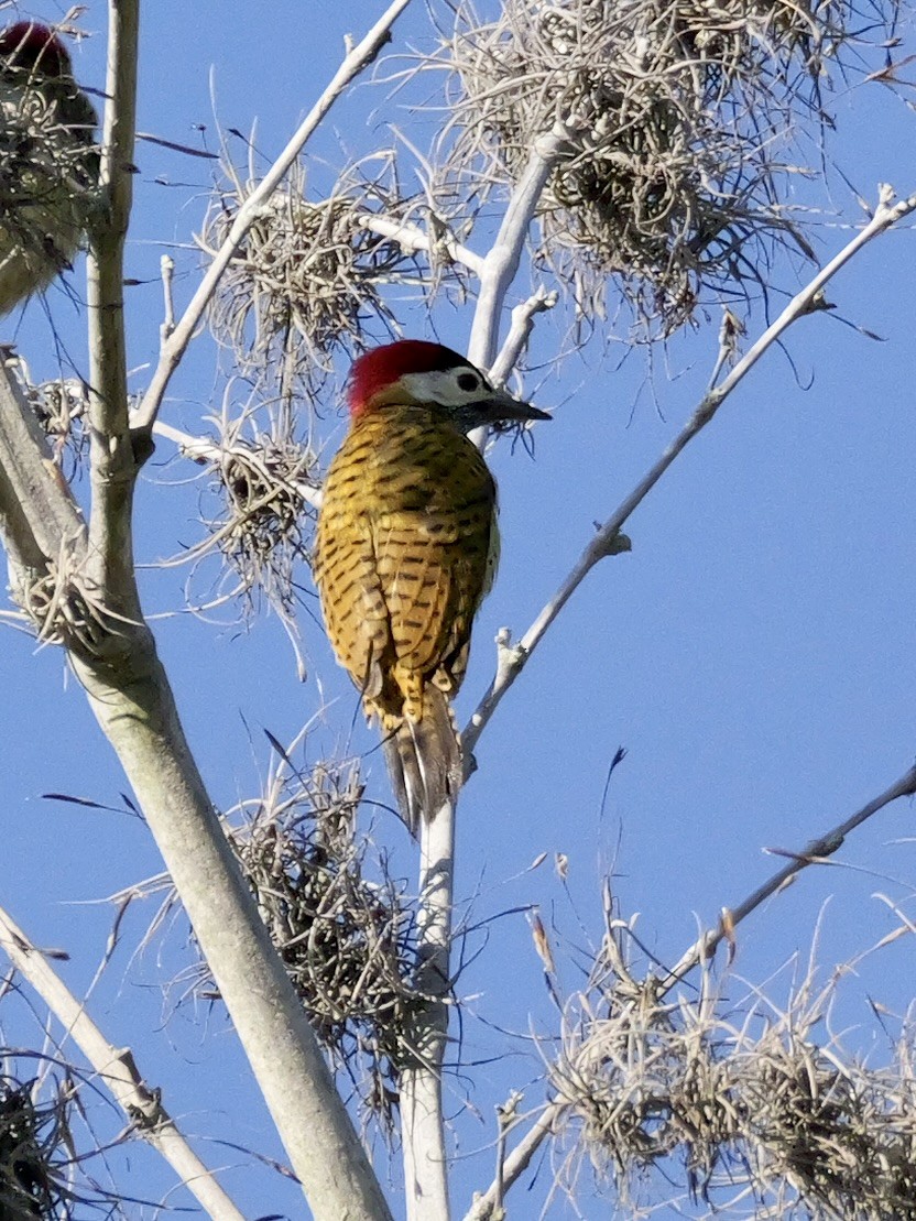 Spot-breasted Woodpecker - ML624049232