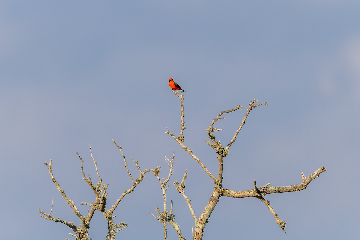 Vermilion Flycatcher - ML624049248