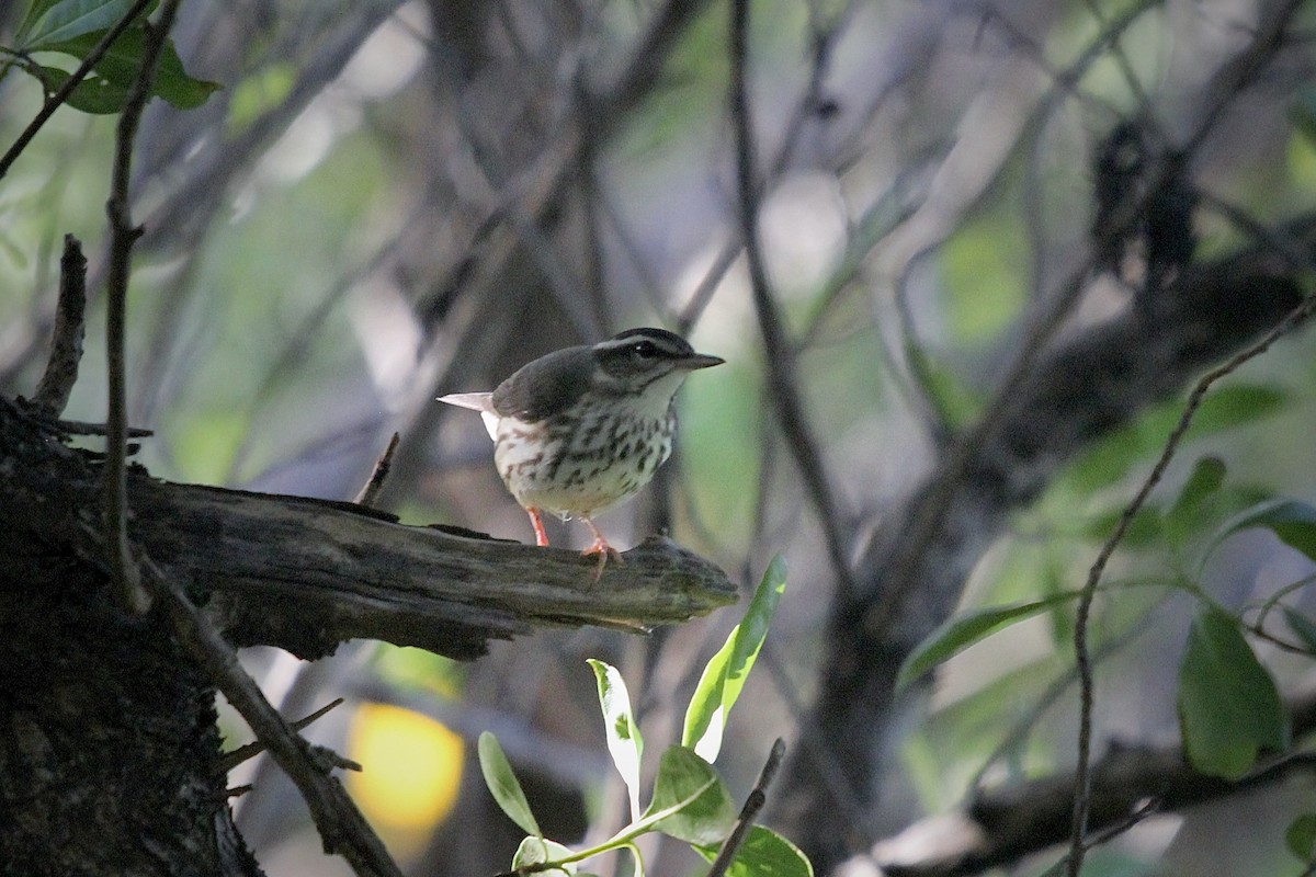 Louisiana Waterthrush - ML624049250