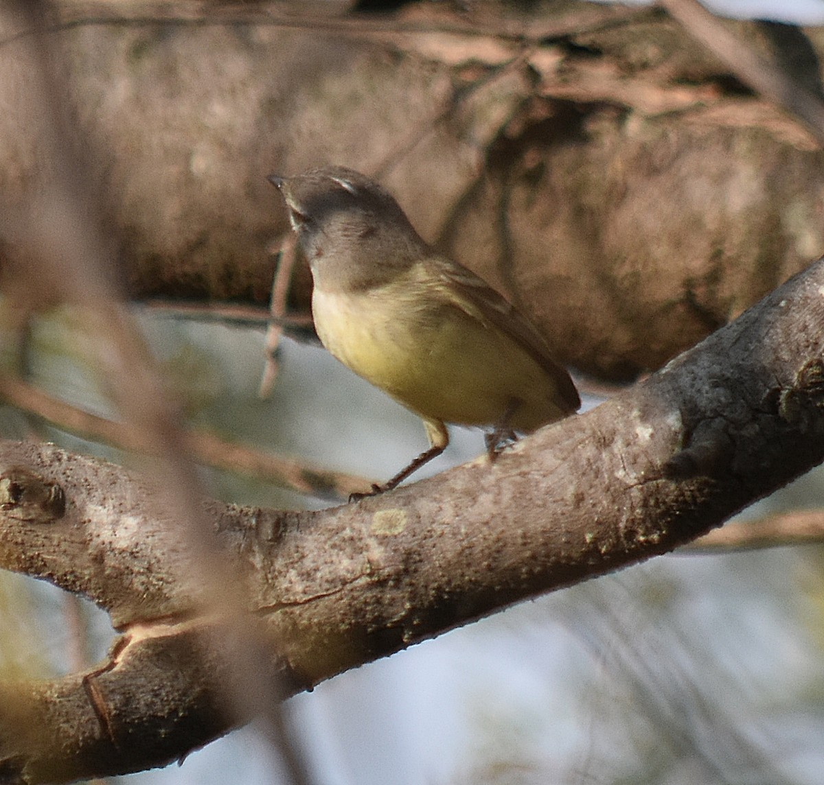 Straneck's Tyrannulet - ML624049254