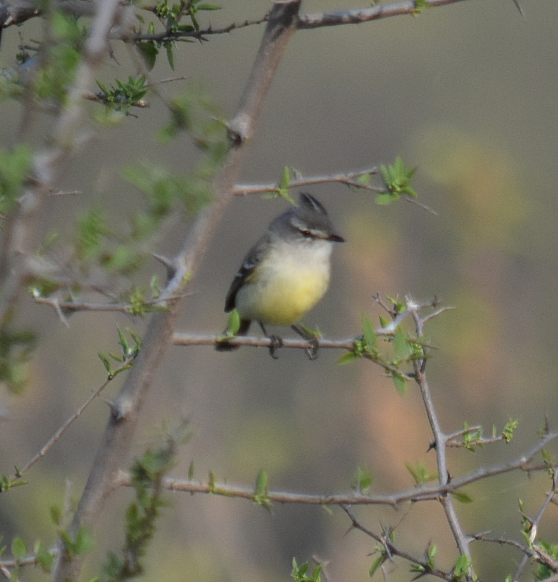 Straneck's Tyrannulet - ML624049255