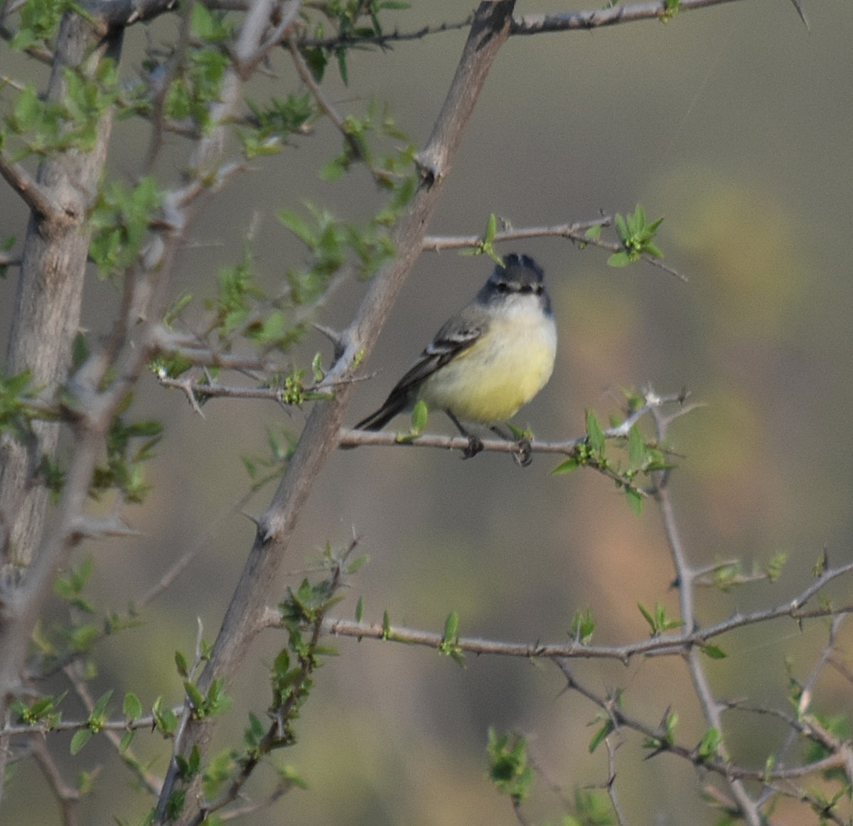 Straneck's Tyrannulet - ML624049256