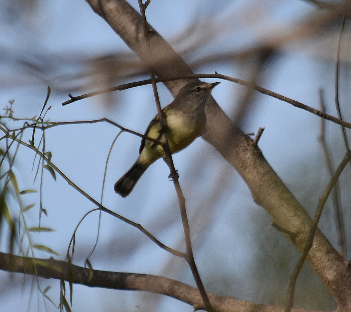 Straneck's Tyrannulet - ML624049257