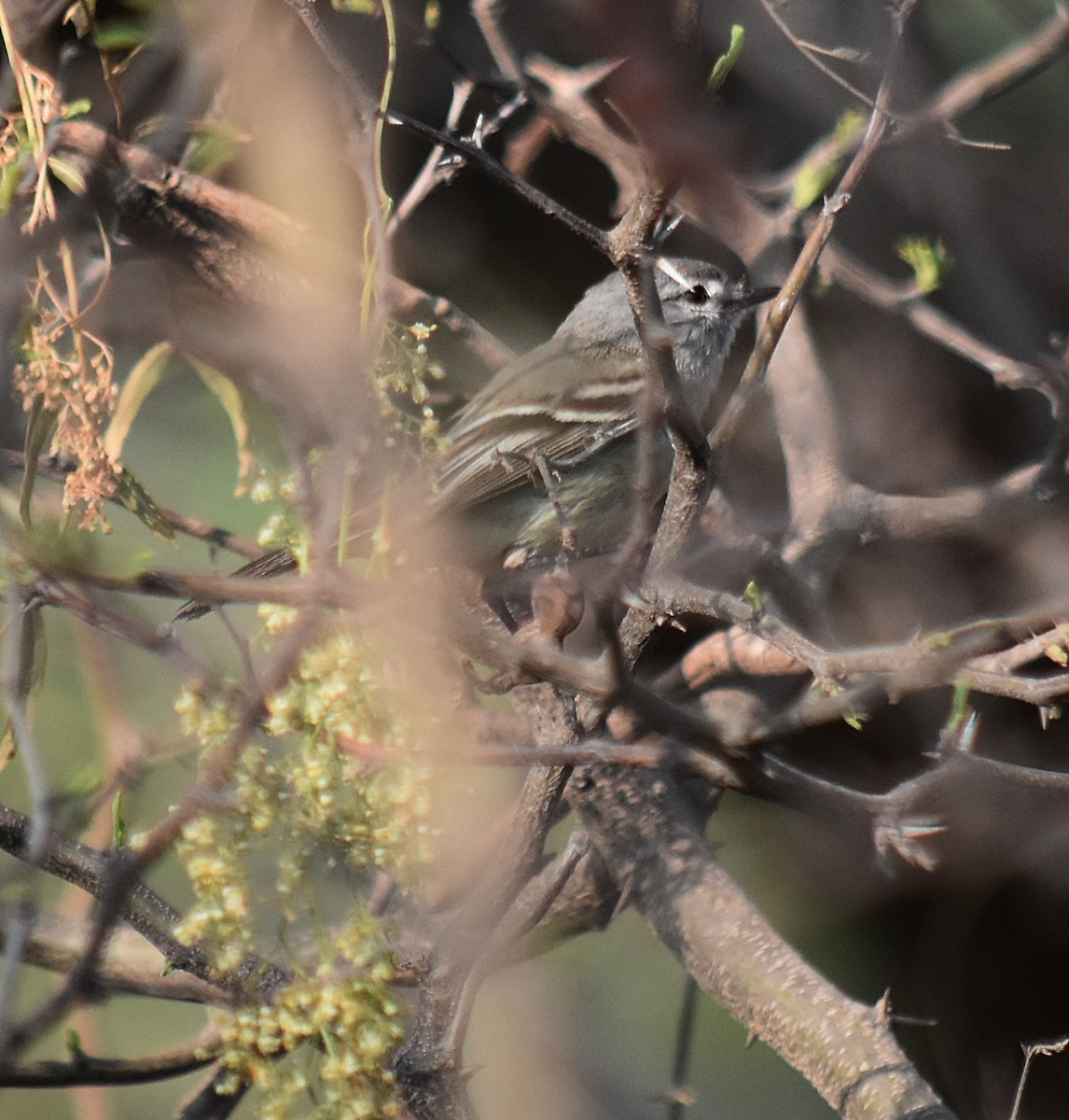 Straneck's Tyrannulet - ML624049258