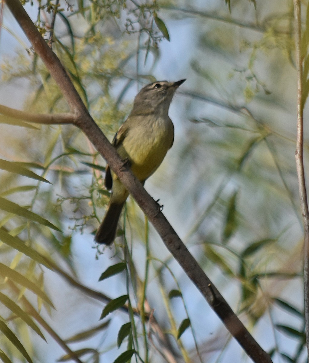 Straneck's Tyrannulet - ML624049259