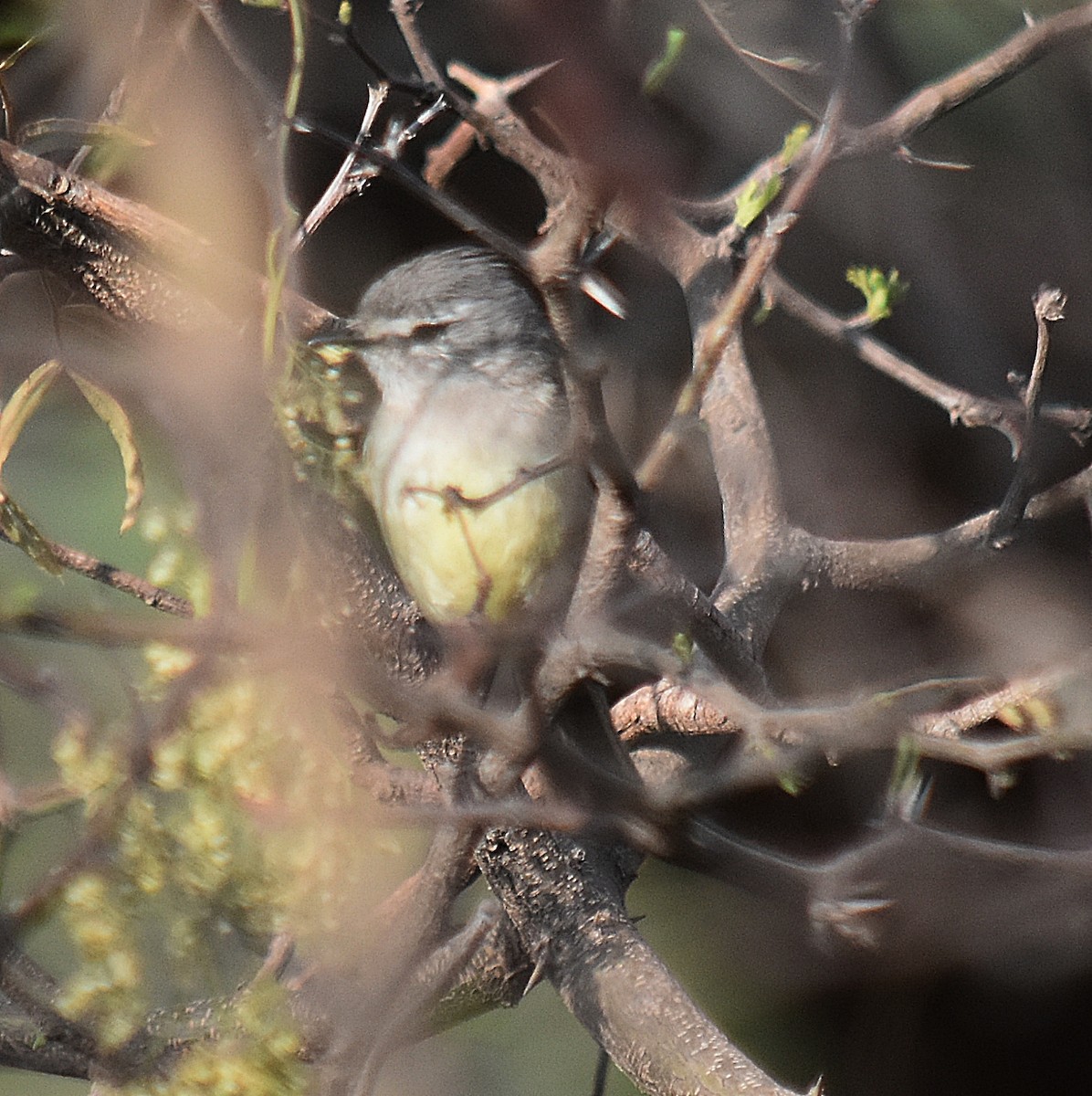 Straneck's Tyrannulet - ML624049261