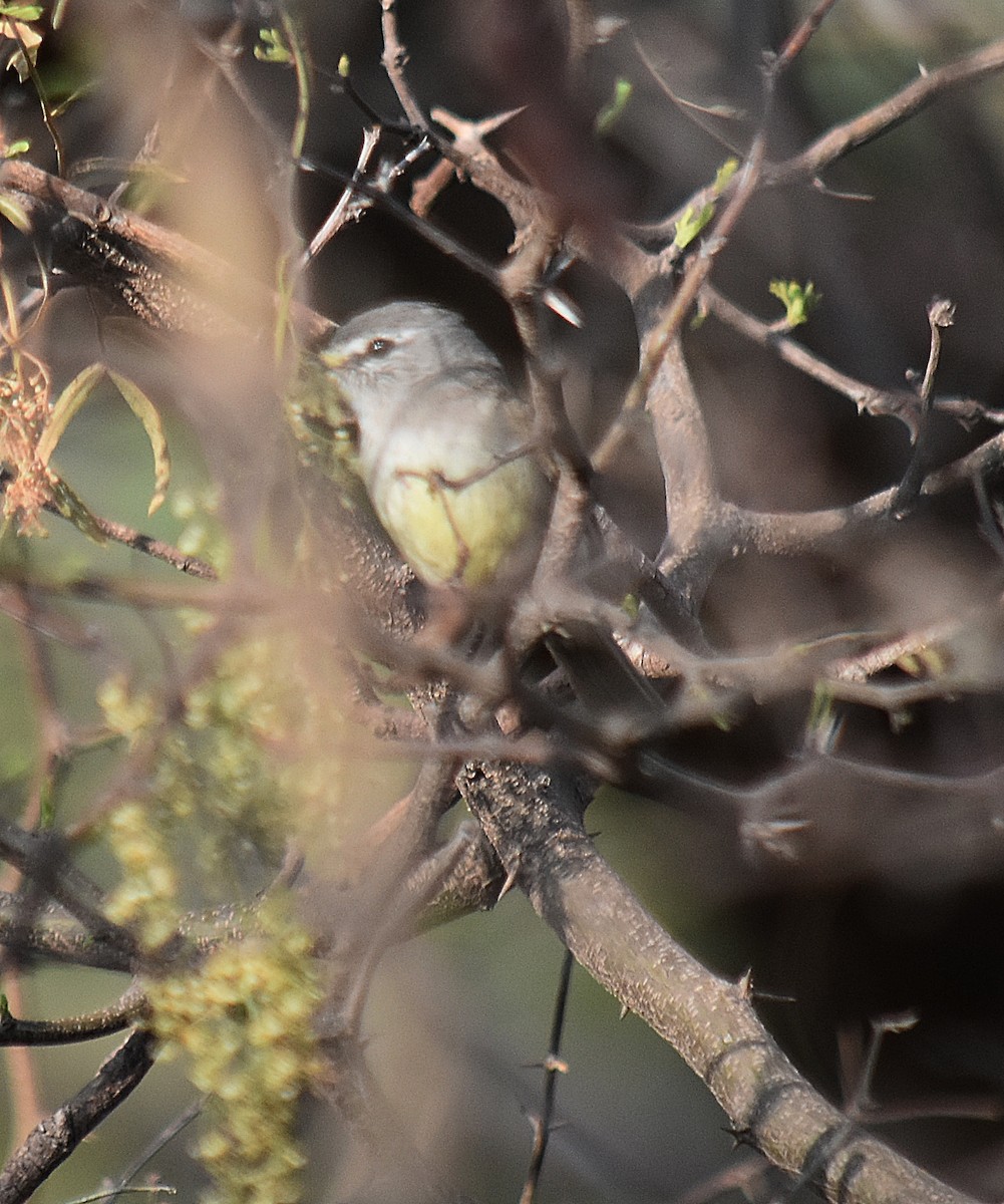 Straneck's Tyrannulet - ML624049262