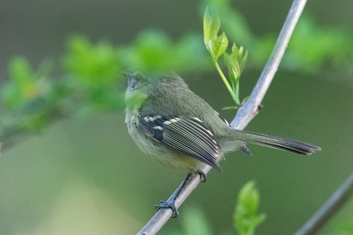 Mottle-cheeked Tyrannulet - ML624049266