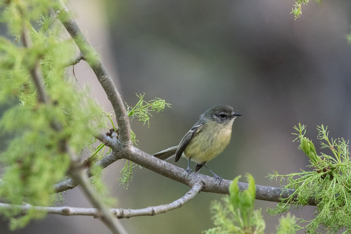 Mottle-cheeked Tyrannulet - ML624049274