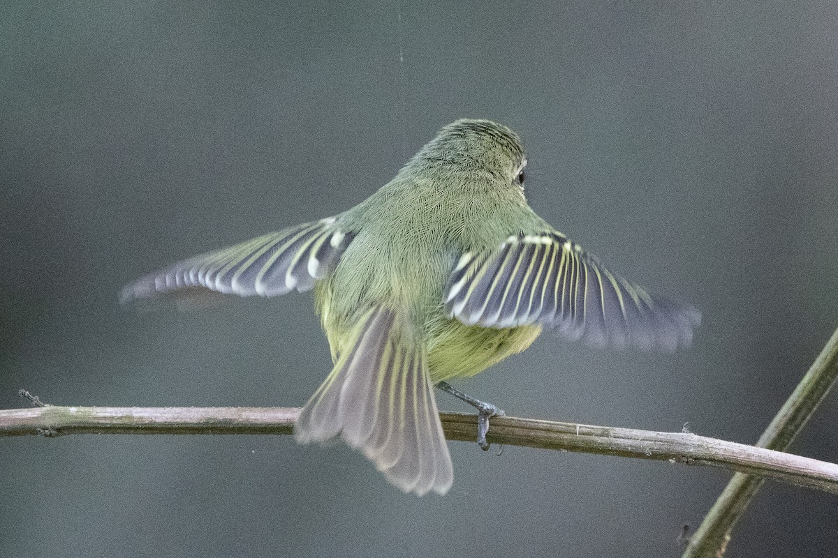 Mottle-cheeked Tyrannulet - ML624049275